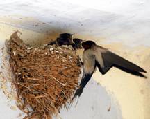 Swallows get high-tech trackers