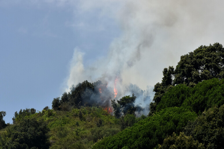 Incendi Divampati In Sicilia Distrutti Ettari Di Boschi Notizie