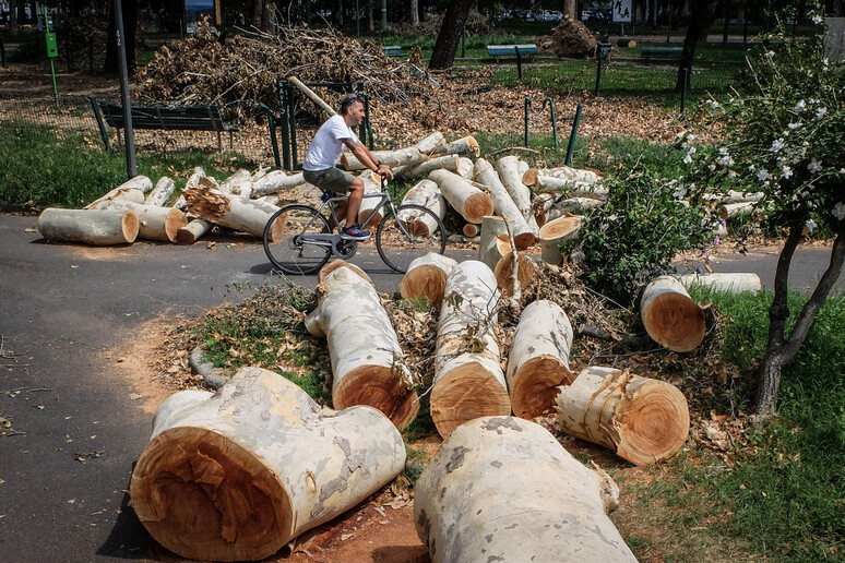 Opere D Arte Con Alberi Caduti Bando Del Comune Di Milano Notizie