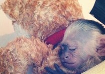 La scimmia Mally in una foto pubblicata sul profilo Twitter di Justin Biaber