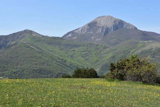 Monte Miesola