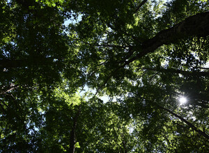 E' vero che il taglio degli alberi fa male ai boschi?