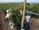 15,5 milioni per ristrutturazione dei vigneti in Toscana (ANSA)