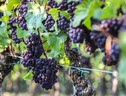 Produttori vino a Ue, servono fondi extra (ANSA)
