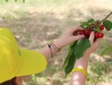 In Toscana parte la raccolta di ciliegie, Lari è la capitale (ANSA)