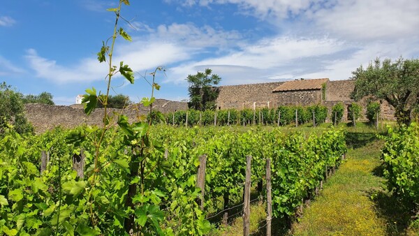 Il Parco Archeologico di Pompei sarà anche azienda agricola © ANSA