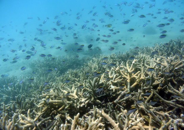 Australia, trapiantati milioni di 'baby' coralli - Natura 