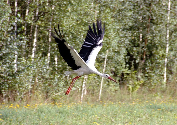 Nasce Banca Natura Ue, per le imprese delle aree protette © AP