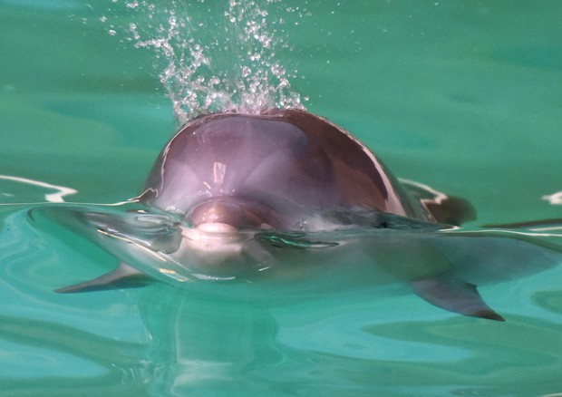 Delfini da Acquario Baltimora andranno in santuario marino © ANSA