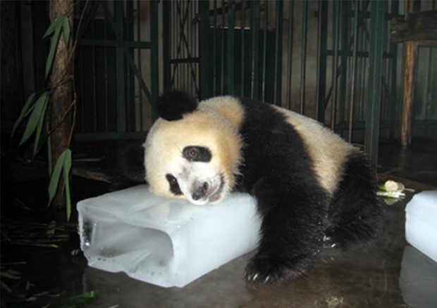 Ai panda non piace il caldo (Foto: Mingxi Li) © ANSA