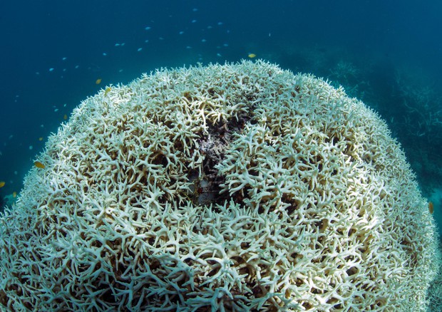 Lizard Island, Grande barriera corallina (Foto: XL Catlin Seaview Survey) © ANSA