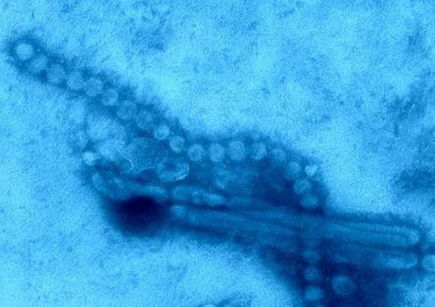 Influenza aviaria, il virus H7N9 sempre più minaccioso ...