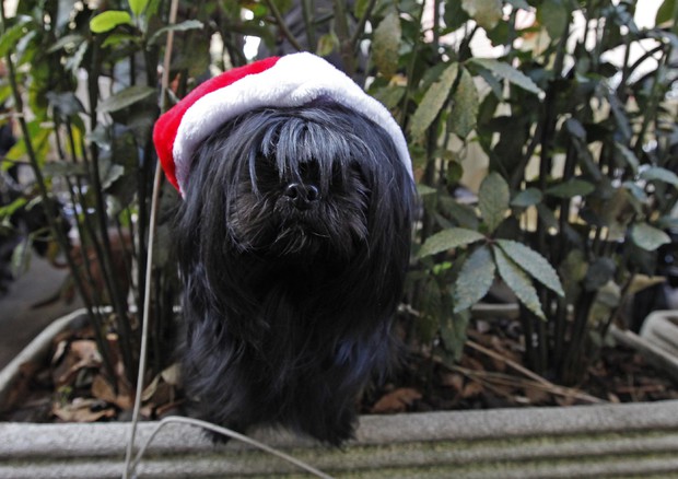 Cappello di Babbo Natale per un cane a Roma (archivio) © ANSA 