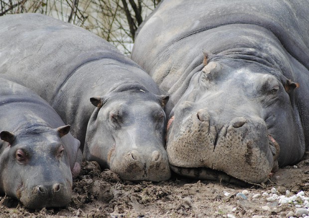 Si e' spento Gonzalo, il seconodo ippopotamo piu' anziano d'Europa © ANSA