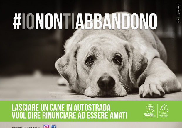 Estate: 10 cani testimonial campagna #ionontiabbandono © ANSA