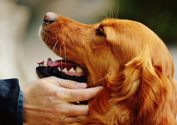 Il 25 settembre è la giornata della carezza, dedicata a tutti gli animali domestici © Ansa