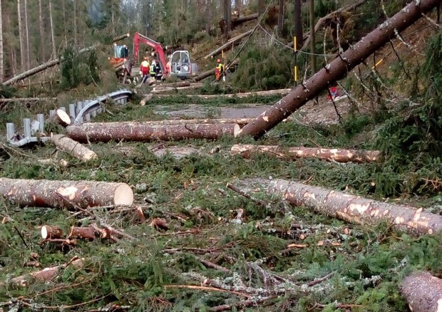 Case terremotate nel Centro Italia ricostruite con pini caduti nel Bellunese © ANSA