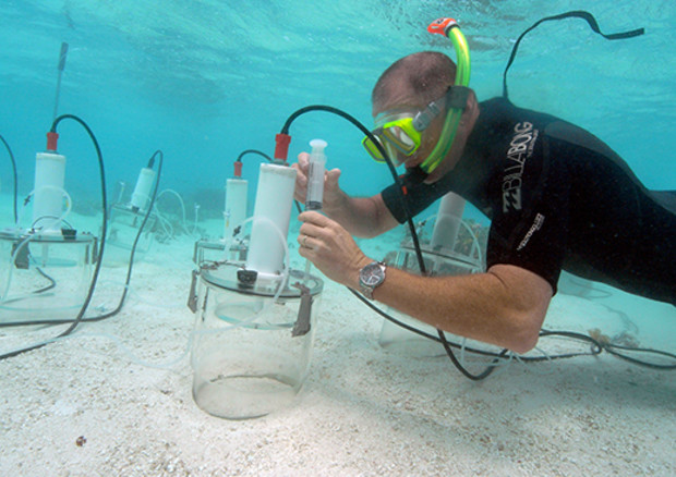 Bradley Eyre a Heron Island. Fonte: Southern Cross University © Ansa