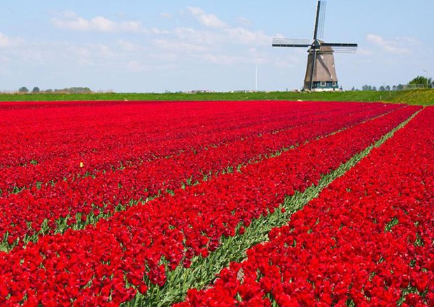 Olanda Crollo Dell Export Di Fiori Europa Ansa It