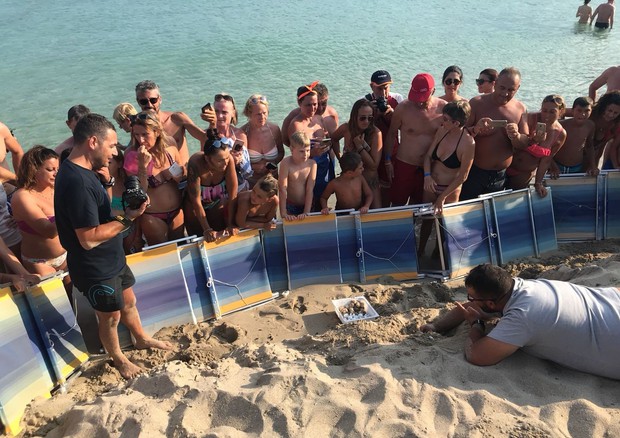 Il ritrovamento del nido sulla spiaggia libera a nord di Torre Lapillo © ANSA