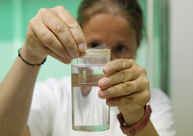 Paola Turini al lavoro nel laboratorio Avantea durante l'inseminazione di due esemplari di rinoceronte bianco (ANSA/AP Photo/Antonio Calanni) © AP