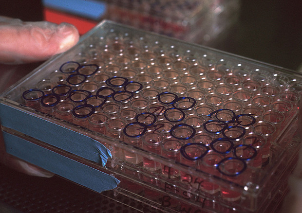 Preparazione di anticorpi monoclonali presso il National Cancer Institute degli Stati Uniti (foto di Linda Bartlett/ Wikipedia) © Ansa