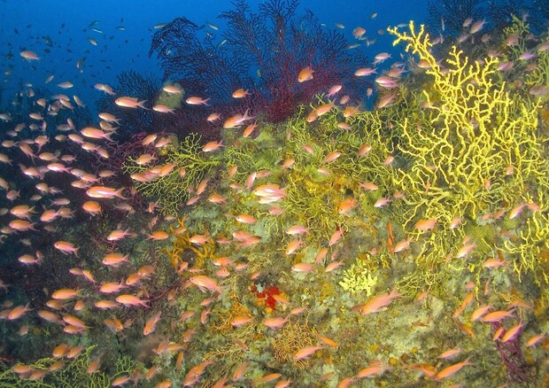 A Ischia spunta un 'giardino segreto' nell’area marina protetta © Ansa