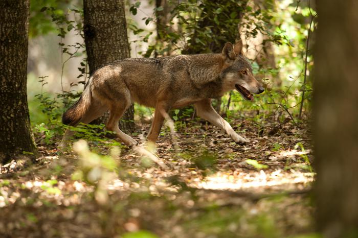 Il lupo avanza, branco vive in riserva all'Argentario - Animali