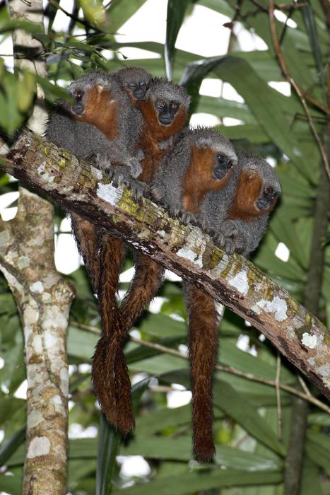 Amazzonia, scoperte sette mini rane: sono più letali del cianuro