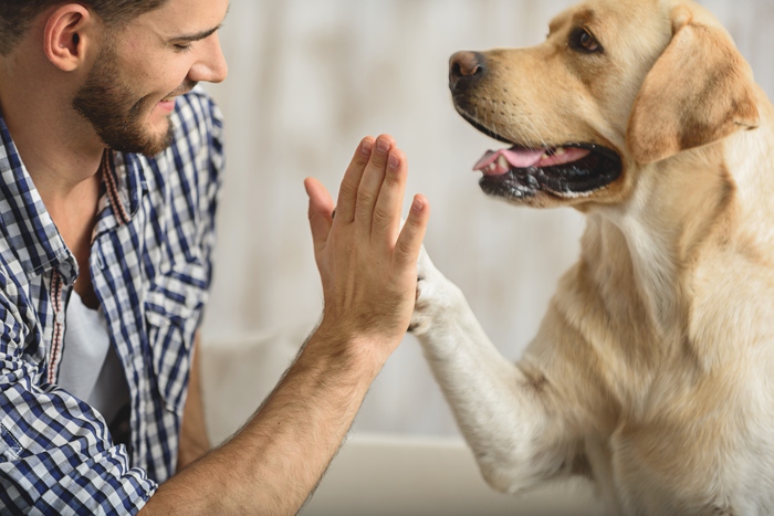 Il 65% dei golden retriever muore per cancro, ma alcuni arrivano a 16 anni:  merito di un gene