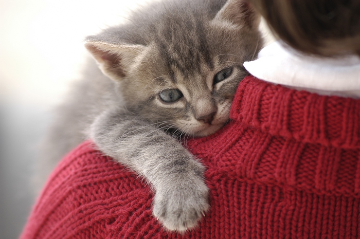 Per la Giornata Nazionale del Gatto, celebriamo insieme i nostri amici a 4  zampe, compagni di tenere serate tra coccole e tisane! 😻 Meow!, By LEGAMI