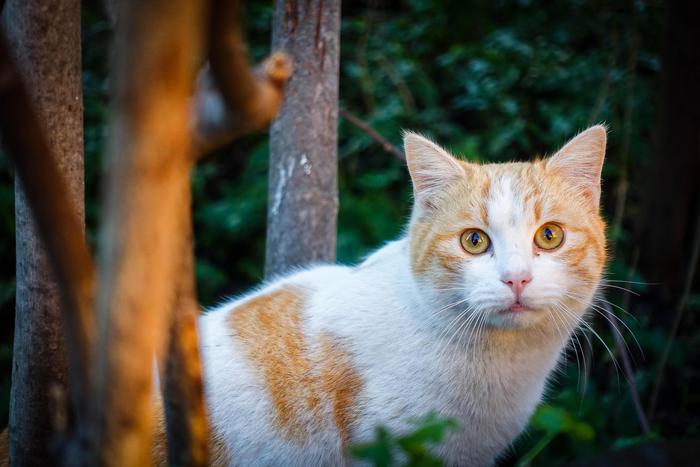 Il 17 la Giornata internazionale del gatto, l'amico di famiglia - FOTO -  Animali 