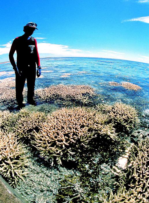 Clima:Sos coralli Australia,in 5 anni declino è stato rapido - Natura 