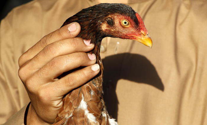 Un uomo vende un gallo per i combattimenti, a Rawalpindi - Foto 