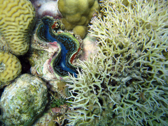 Mar Rosso - I coralli ormai sono in pericolo…tranne quelli del