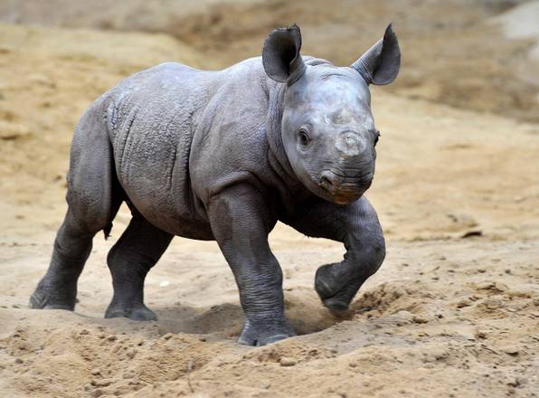 Mala, piccolo rinoceronte dello zoo tedesco di Magdeburg - Foto del giorno - ANSA.it