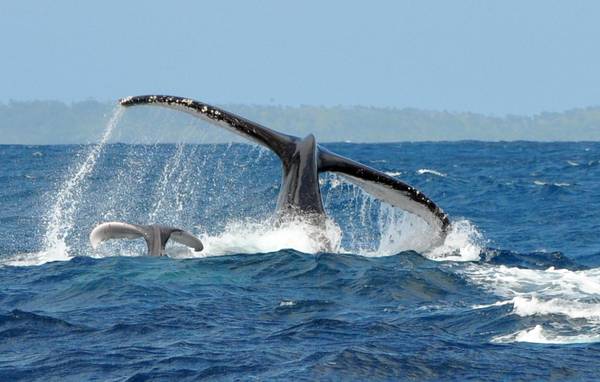 Oceani: balene piu' 'silenziose', disturbate dall'uomo