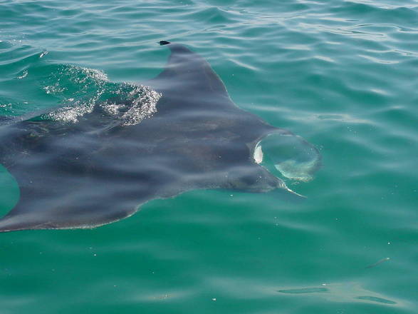 Una manta che nuota a fior d'acqua