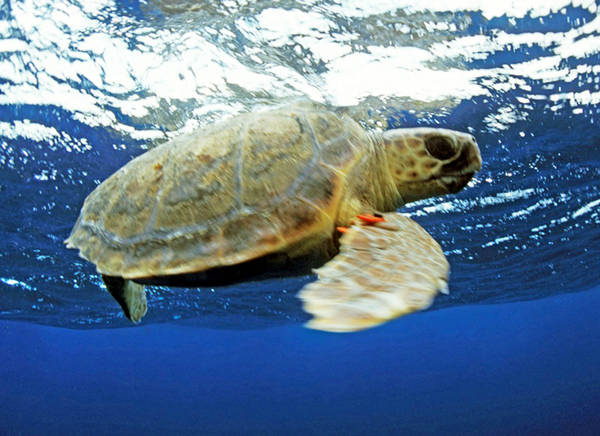 Inquinamento luminoso, in pericolo nidi tartarughe marine