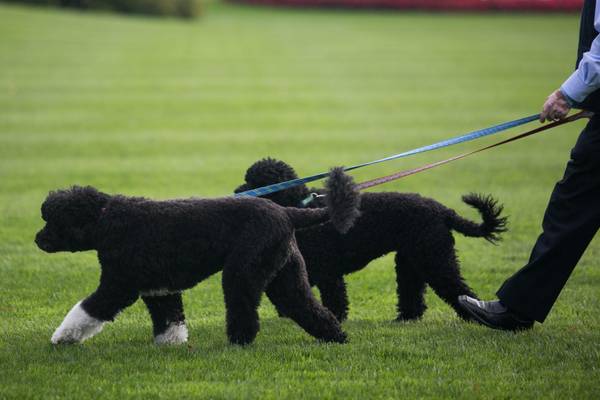 Risultati immagini per obama e cani