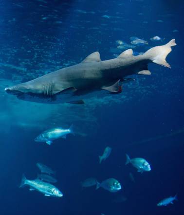 Orrore in isola La Reunion, quindicenne uccisa da squalo