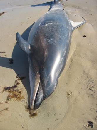 Usa: allarme moria delfini su East Coast, inedita da anni
