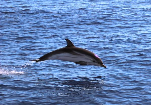 Ambiente: Greenpeace-Legambiente, appello santuario cetacei  ( Mimmo Rosone)