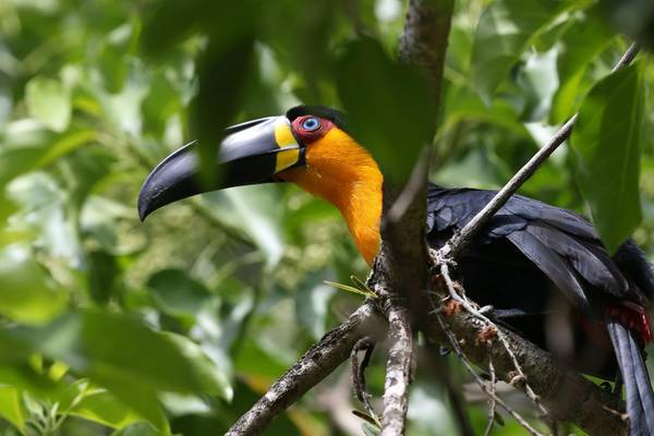 Risultato immagini per giardino botanico rio de janeiro