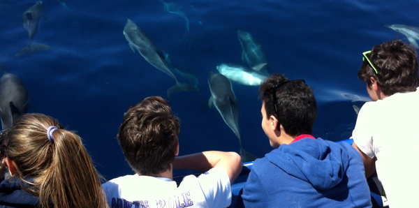 Osservazione della balenottera comune a bordo del catamarano Taras della Jonian Dolphin Conservation (JDC)