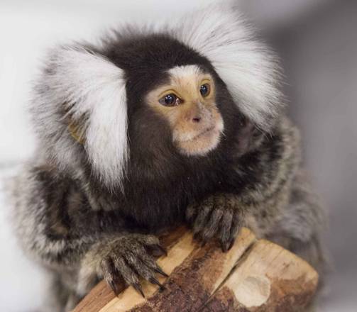 Una scimmia marmoset (fonte: Yunyan Wang, Johns Hopkins Medicine)