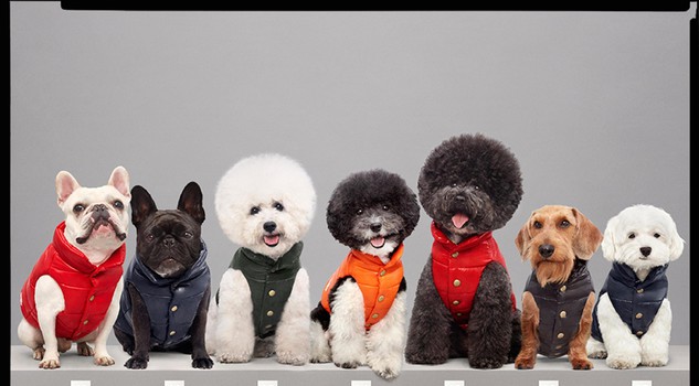 Moncler \u0026 Poldo Dog Couture, ecco i piumini per i cani - Animali - Passioni  - Lifestyle