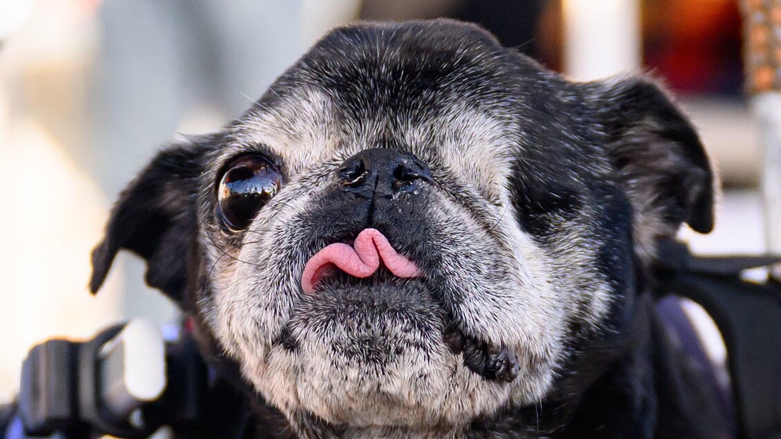 E' un pechinese di otto anni il 'cane più brutto del mondo'