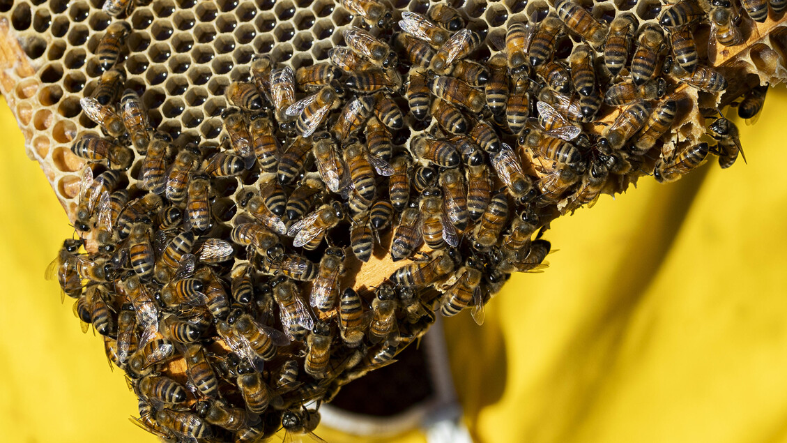 Dalle api al miele bio il riscatto di Dolly, un ex rifugiato politico