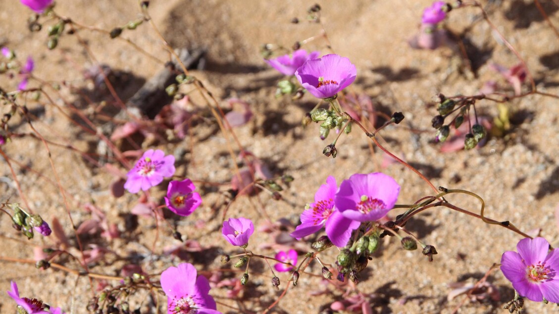 Fiori nel deserto, lo spettacolo di Atacama in Cile